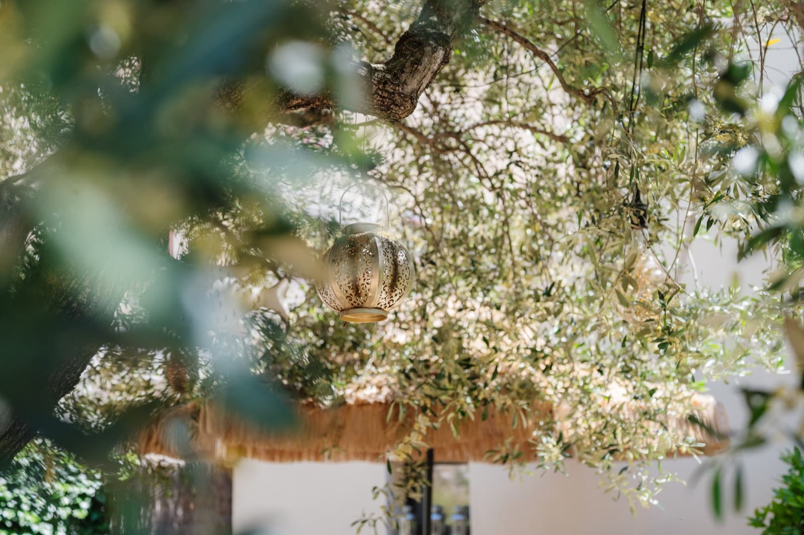 Le jardin caché de Carnets de Voyage, sous les branches de l'olivier